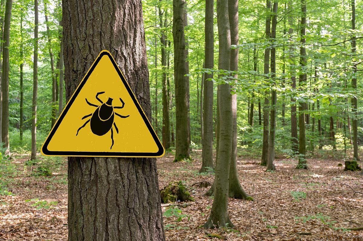 Invasive Asian Longhorned Tick Confirmed in Maine for the First Time